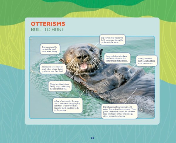 This is a labeled graphic of a sea otter.