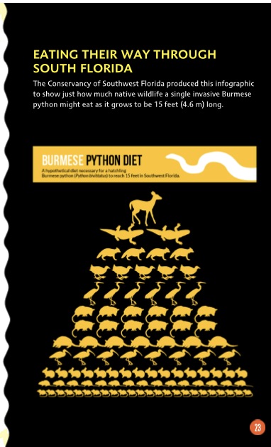 graphic of a burmese python's diet