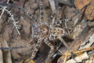 Huntsman Spider