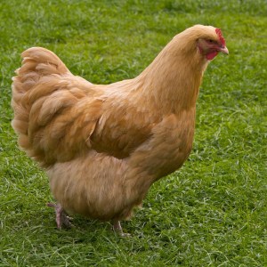 Photo from http://commons.m.wikimedia.org/wiki/File:Buff_Orpington_chicken,_UK.jpg by Pete Cooper