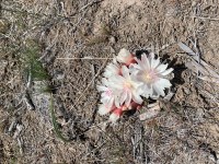 high desert flowers