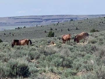 wild horses