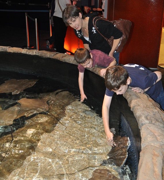 STEM Tuesday-- SHARKS!-- In The Classroom