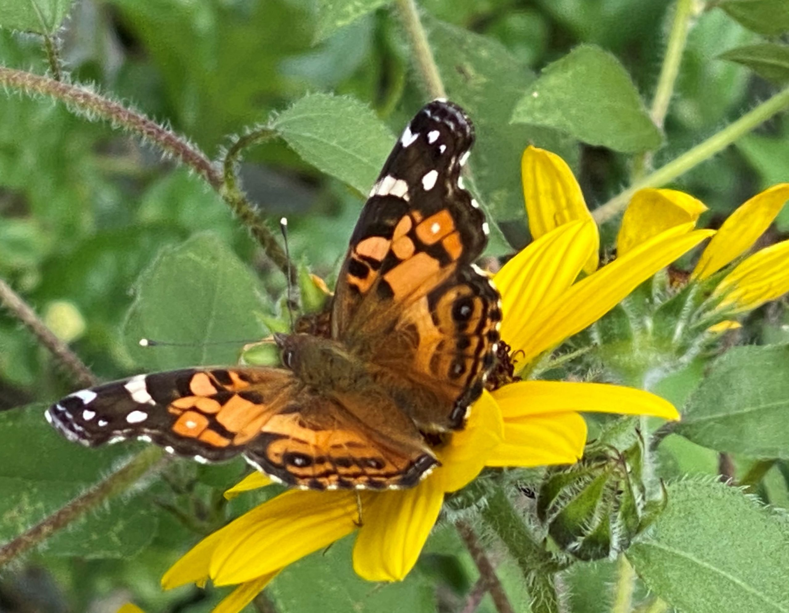 Celebrating Spring with Outdoor and Reading Activities